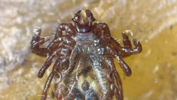 Bakanlıktan KKKA Uyarısı: Her Kene Tehlikeli Değil