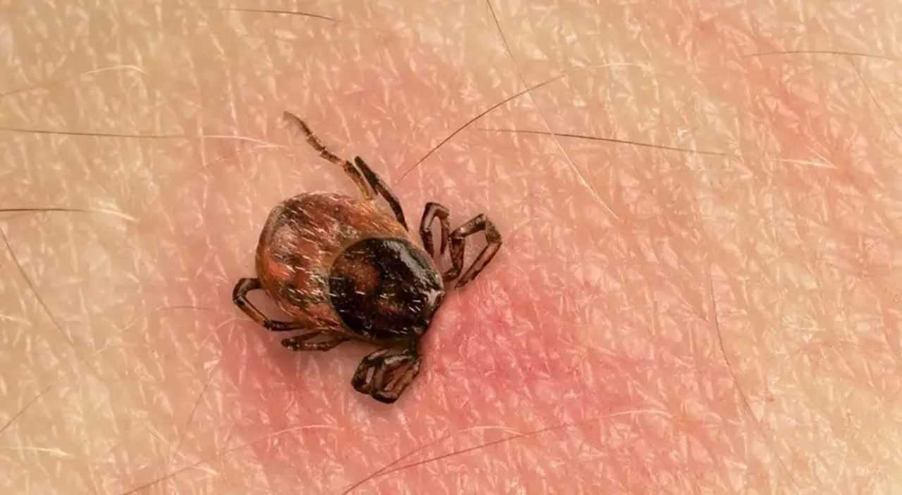 Sariyerde Kene Alarmi Olumcul KKKA Vakalari Artiyor 4