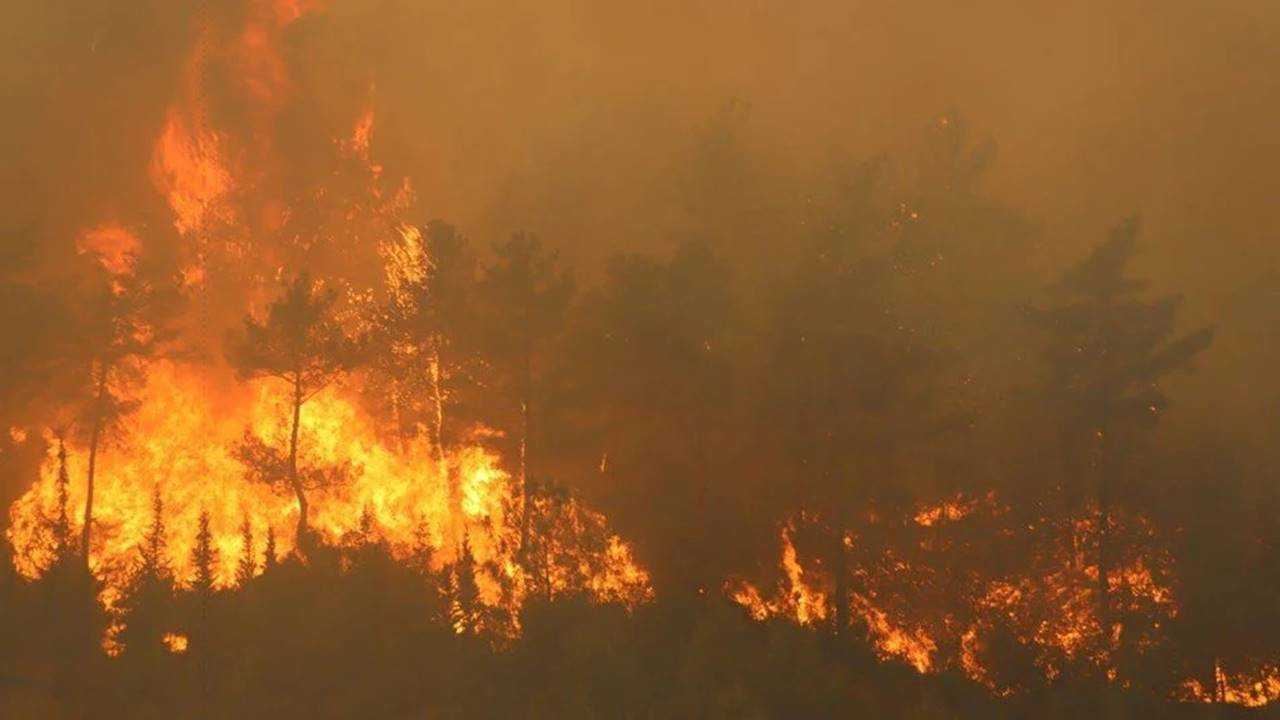 Ormanlar Icin Alarm Zamani Onlem Al Gec Kalma 1