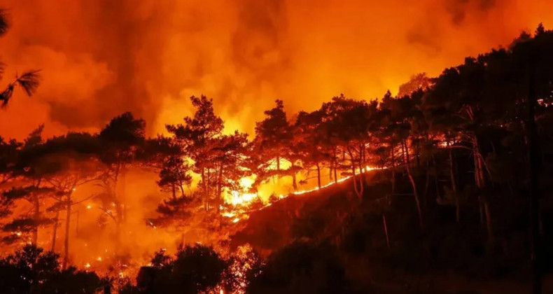 Ormanlar İçin Alarm Zamanı: Önlem Al, Geç Kalma