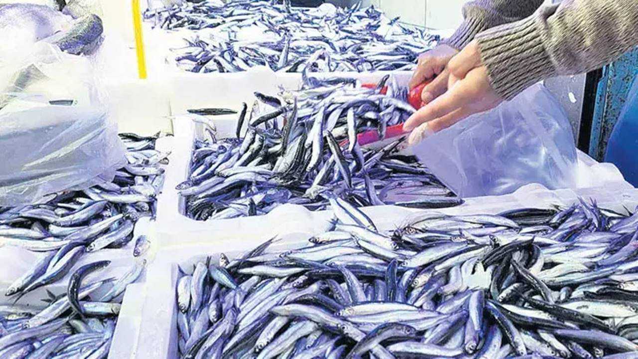 Hamsi Tezgahlarda Ucuz, Vatandaşın İlgi Rekoru 1 Hamsi Tezgahlarda Ucuz Vatandasin Ilgi Rekoru 2
