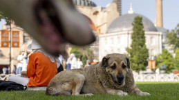 Valilikten Şok Karar: Sokakta Köpek Beslemek Yasak