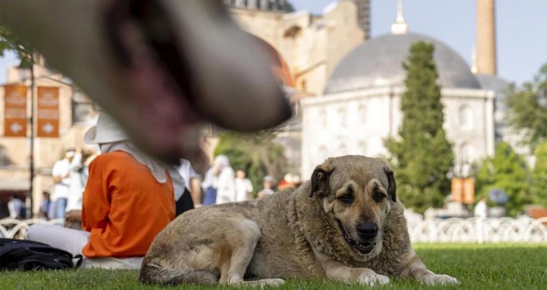 Valilikten Şok Karar: Sokakta Köpek Beslemek Yasak