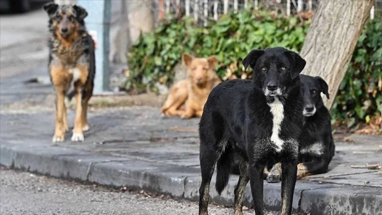 Valilikten Sok Karar Sokakta Kopek Beslemek Yasak 2