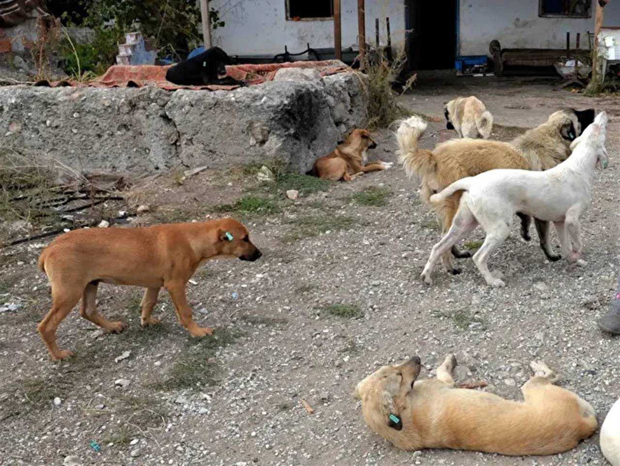 Valilikten Sok Karar Sokakta Kopek Beslemek Yasak 3