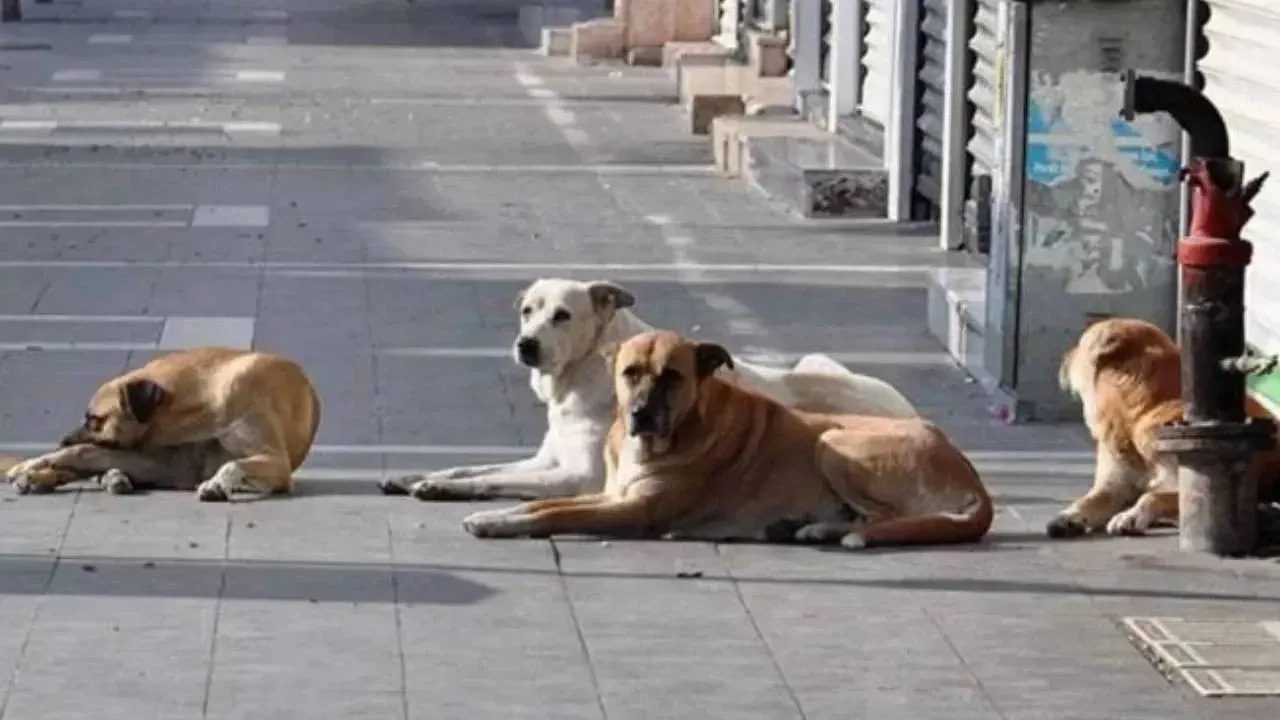 Valilikten Sok Karar Sokakta Kopek Beslemek Yasak 4