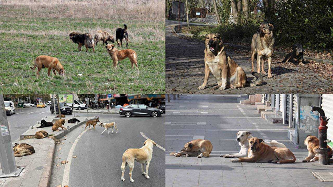 Valilikten Sok Karar Sokakta Kopek Beslemek Yasak 5