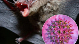Nipah Virüsü Kapıya Dayandı: Seyahat Edenler Dikkat