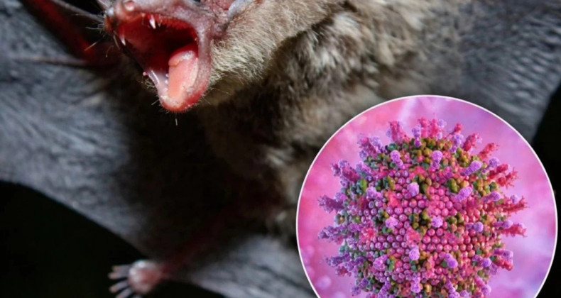 Nipah Virüsü Kapıya Dayandı: Seyahat Edenler Dikkat