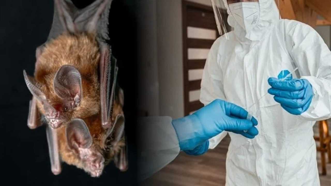 Nipah Virüsü Kapıya Dayandı: Seyahat Edenler Dikkat 2 Nipah Virusu Kapiya Dayandi Seyahat Edenler Dikkat 3