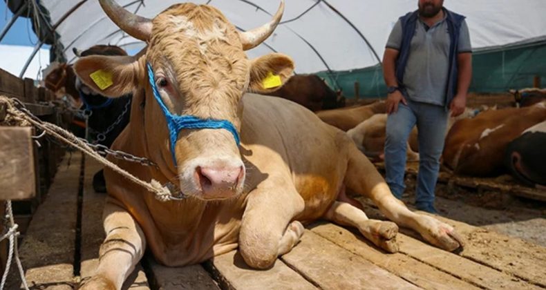 Kurban Hakkında Merak Edilen 10 Kritik Soru