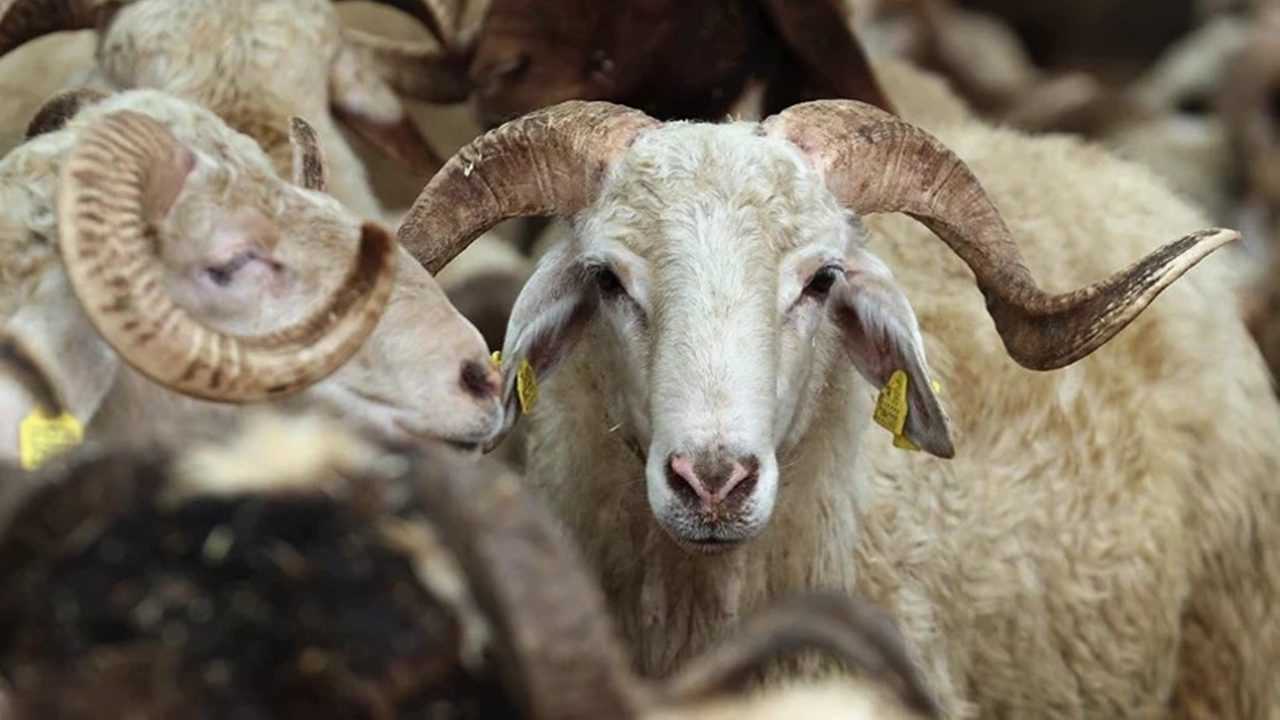 Kurban Hakkinda Merak Edilen 10 Kritik Soru 2