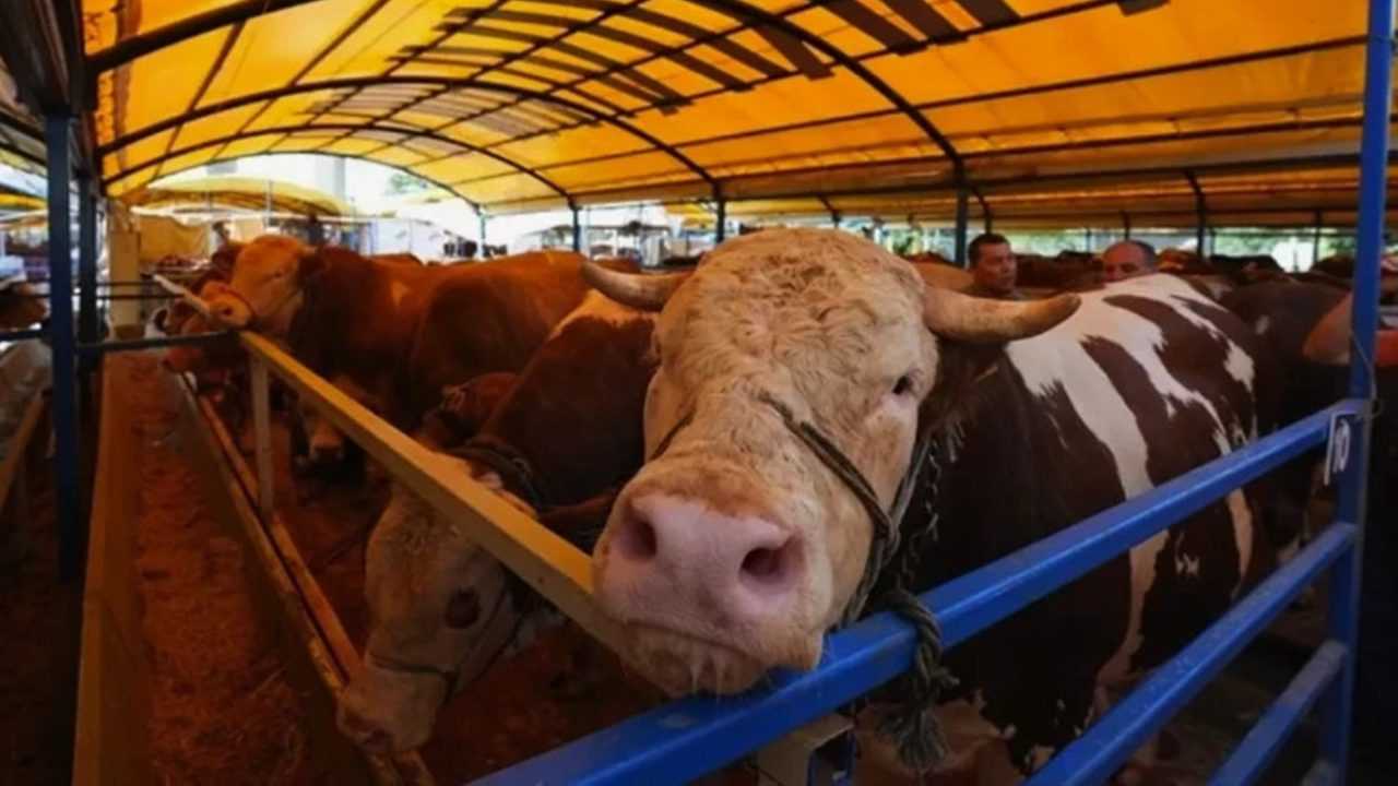 Kurban Hakkinda Merak Edilen 10 Kritik Soru 3