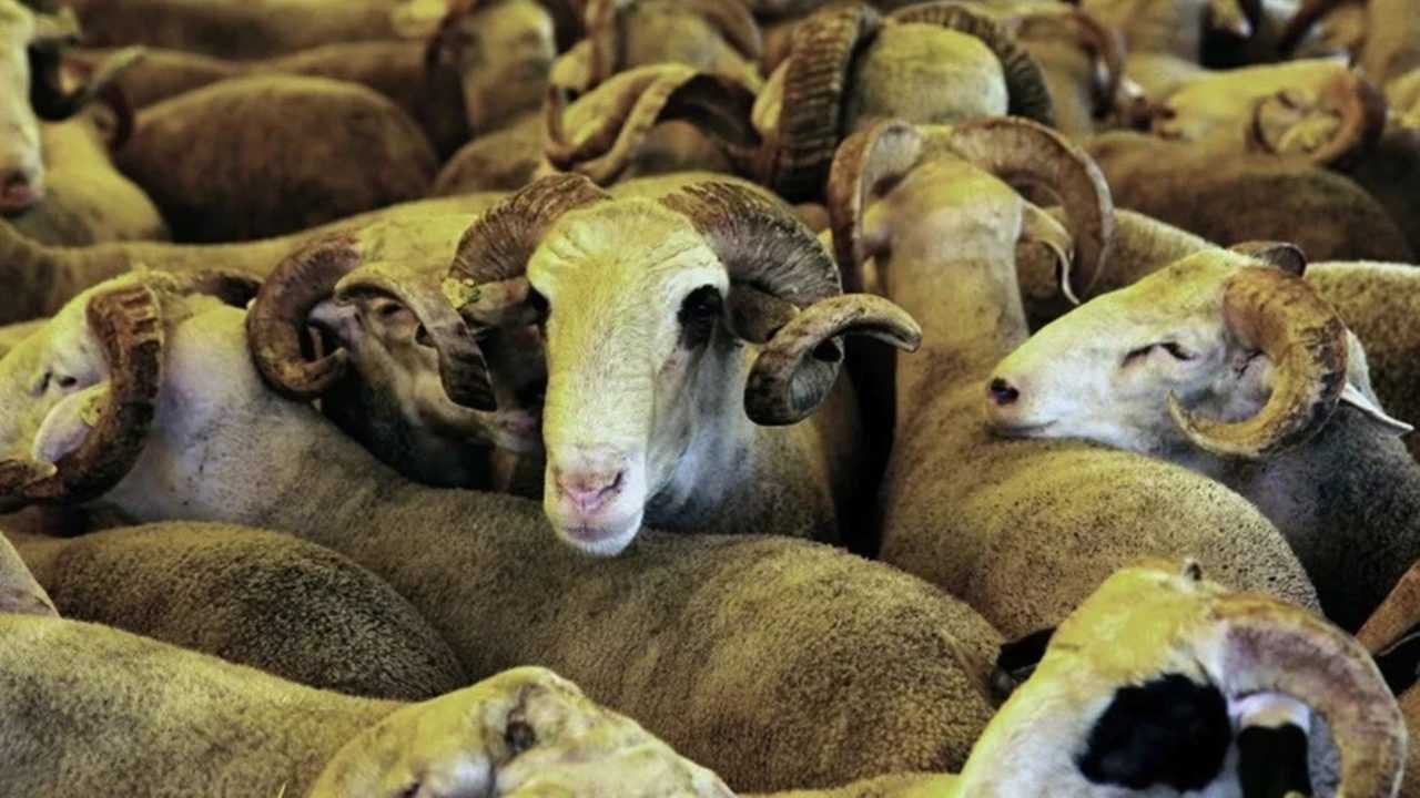 Kurban Hakkinda Merak Edilen 10 Kritik Soru 4