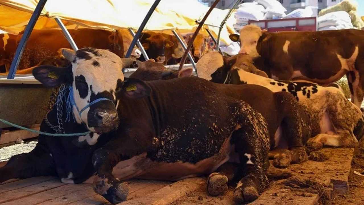 Kurban Hakkinda Merak Edilen 10 Kritik Soru 5