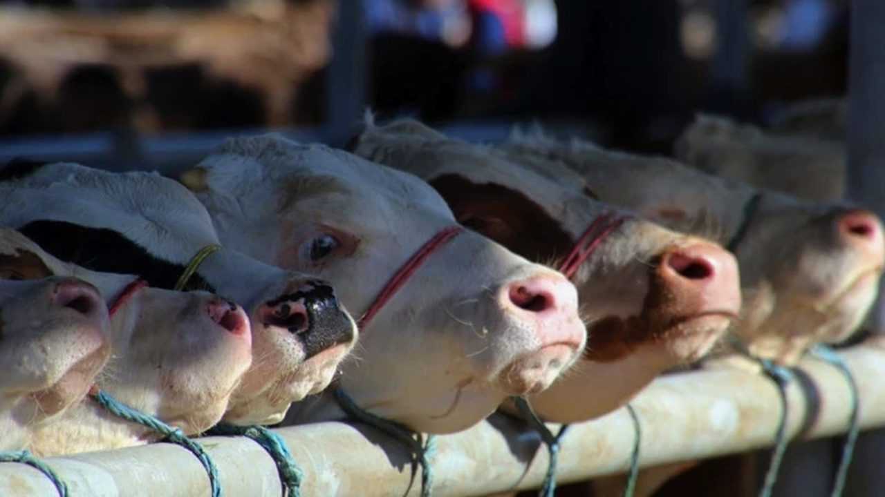 Kurban Hakkinda Merak Edilen 10 Kritik Soru 6