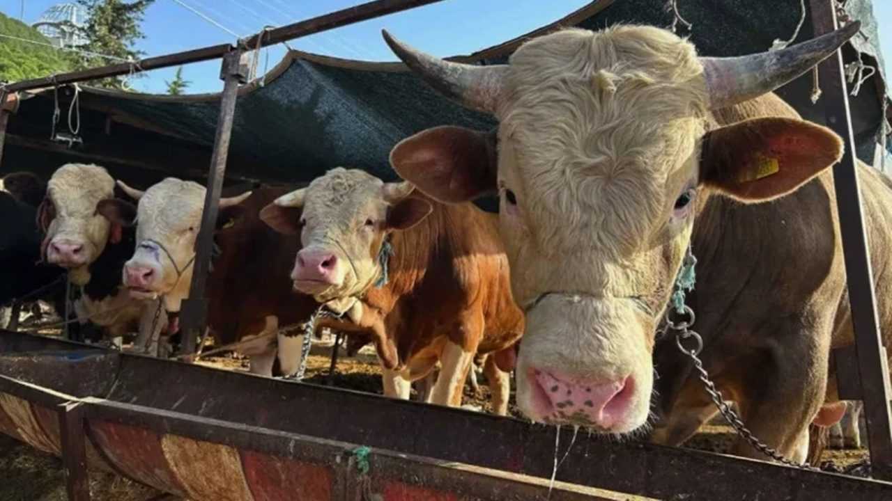 Kurban Hakkinda Merak Edilen 10 Kritik Soru 7