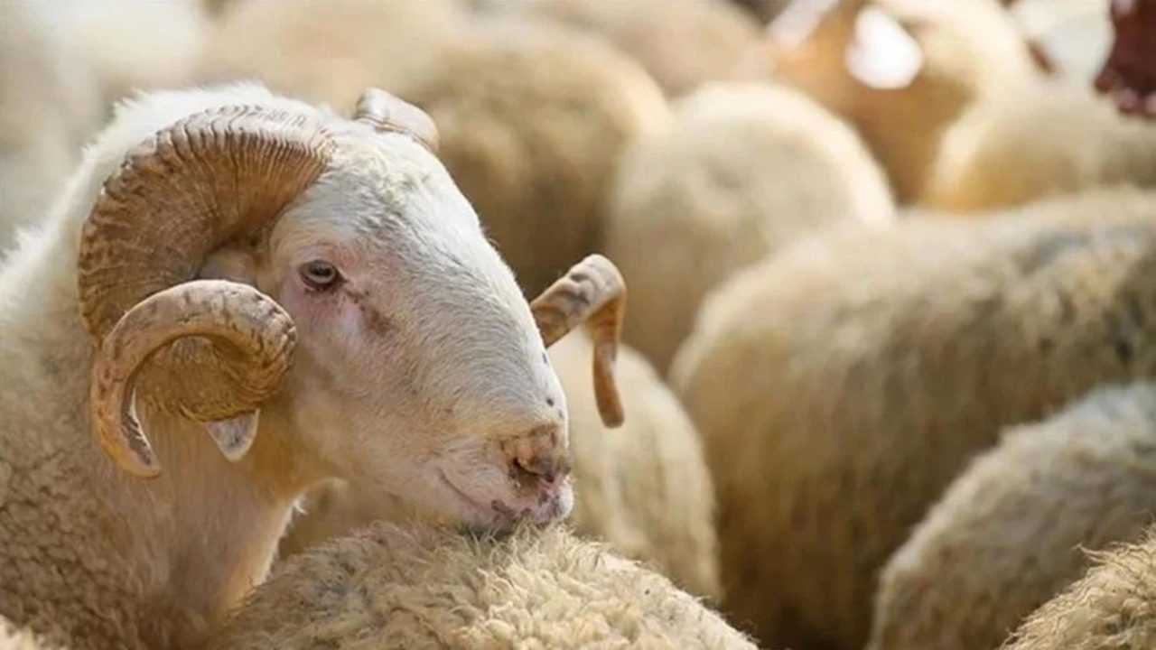 Kurbanlıkta Yaş, Hisse ve Sağlık Şartı! İşte Tüm Detaylar 1 Kurbanlikta Yas Hisse ve Saglik Sarti Iste Tum Detaylar 2