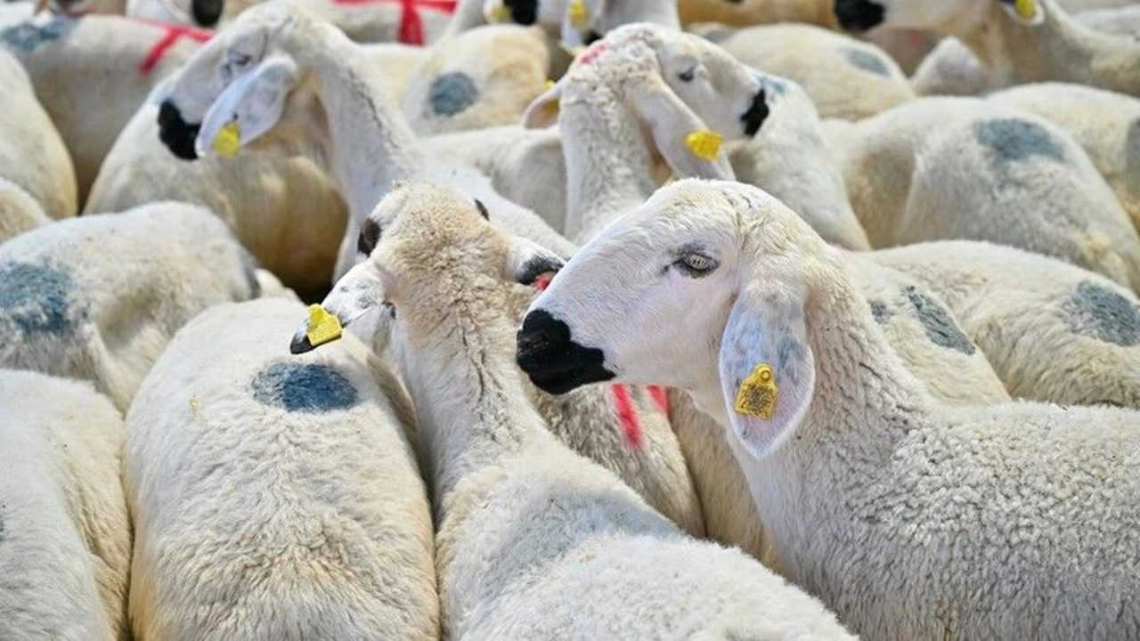 Kurbanlıkta Yaş, Hisse ve Sağlık Şartı! İşte Tüm Detaylar 2 Kurbanlikta Yas Hisse ve Saglik Sarti Iste Tum Detaylar 3