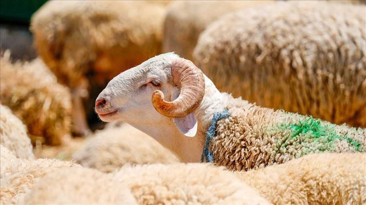 Kurbanlıkta Yaş, Hisse ve Sağlık Şartı! İşte Tüm Detaylar 3 Kurbanlikta Yas Hisse ve Saglik Sarti Iste Tum Detaylar 4