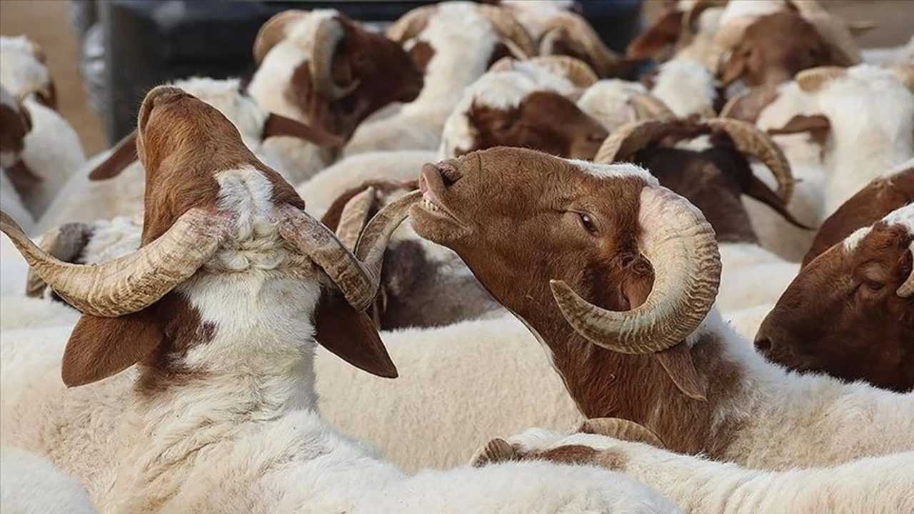 Kurbanlıkta Yaş, Hisse ve Sağlık Şartı! İşte Tüm Detaylar 4 Kurbanlikta Yas Hisse ve Saglik Sarti Iste Tum Detaylar 5