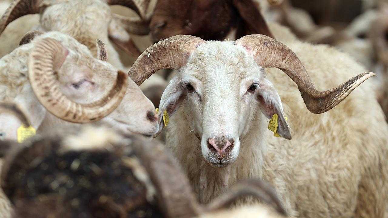 Kurbanlıkta Yaş, Hisse ve Sağlık Şartı! İşte Tüm Detaylar 6 Kurbanlikta Yas Hisse ve Saglik Sarti Iste Tum Detaylar 7
