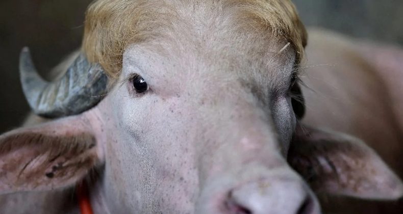 Trump Adlı Albino Manda İçin Devlet Harekete Geçti