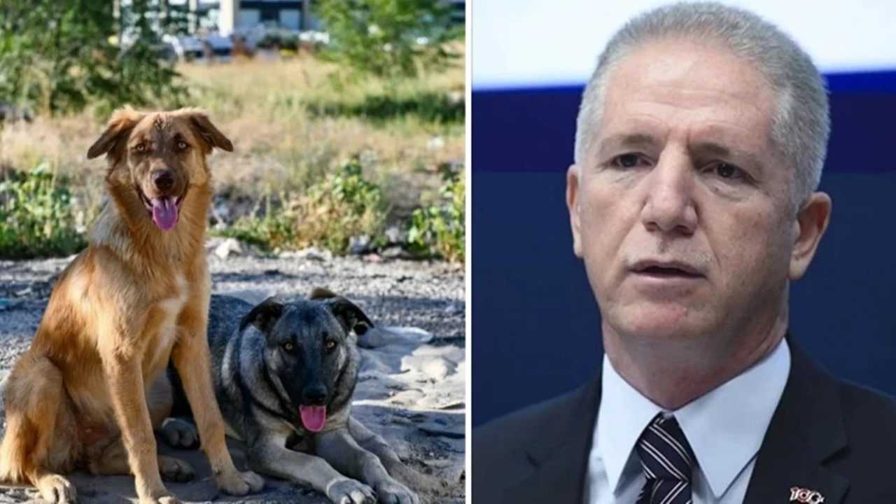 Yeni Dönem: Sahipsiz Hayvanlarda Kararlı Uygulama Başlıyor 2 Yeni Donem Sahipsiz Hayvanlarda Kararli Uygulama Basliyor 3
