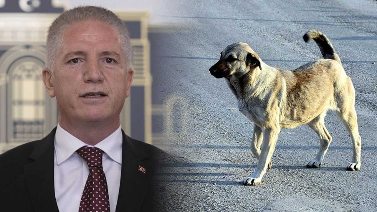 Yeni Dönem: Sahipsiz Hayvanlarda Kararlı Uygulama Başlıyor 4 Yeni Donem Sahipsiz Hayvanlarda Kararli Uygulama Basliyor 5