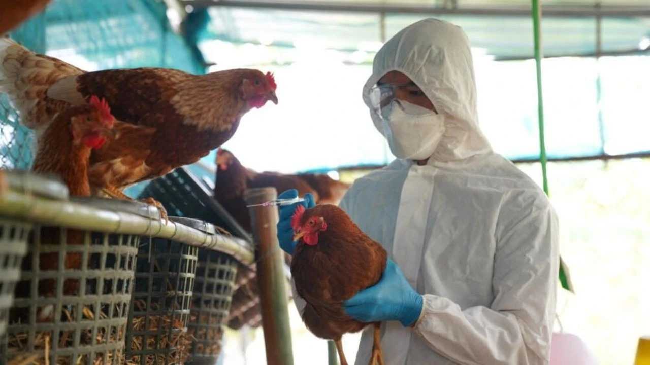 Yetkililer Acil Toplandı: H5N1 Avustralya’ya Sıçradı 1 Yetkililer Acil Toplandi H5N1 Avustralyaya Sicradi 2
