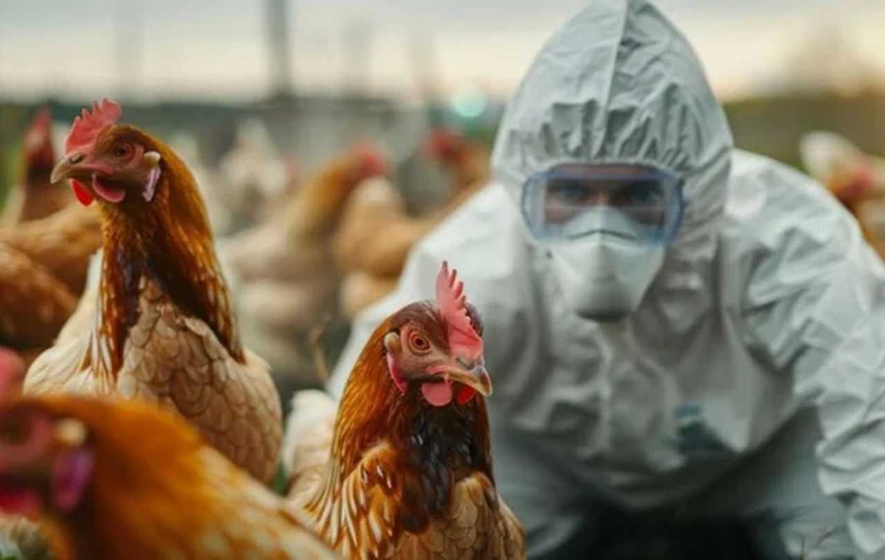 Yetkililer Acil Toplandı: H5N1 Avustralya’ya Sıçradı 2 Yetkililer Acil Toplandi H5N1 Avustralyaya Sicradi 3
