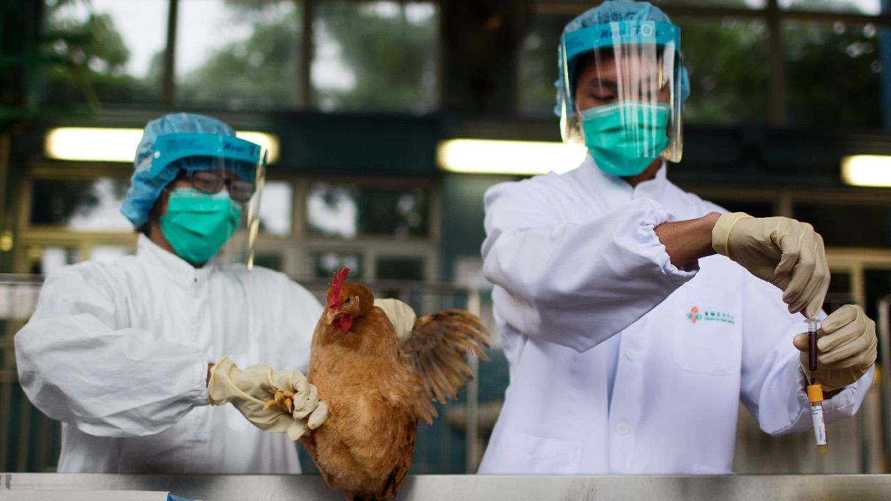Yetkililer Acil Toplandı: H5N1 Avustralya’ya Sıçradı 3 Yetkililer Acil Toplandi H5N1 Avustralyaya Sicradi 4