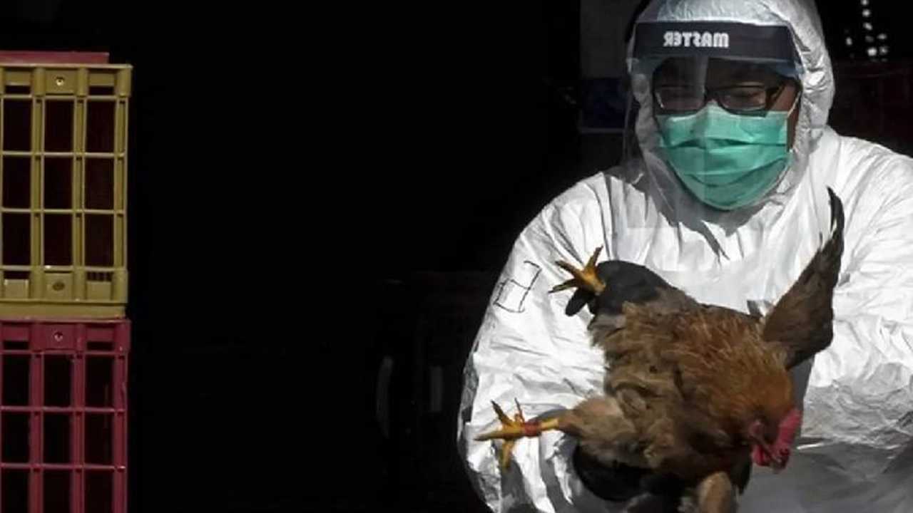 Yetkililer Acil Toplandı: H5N1 Avustralya’ya Sıçradı 4 Yetkililer Acil Toplandi H5N1 Avustralyaya Sicradi 5