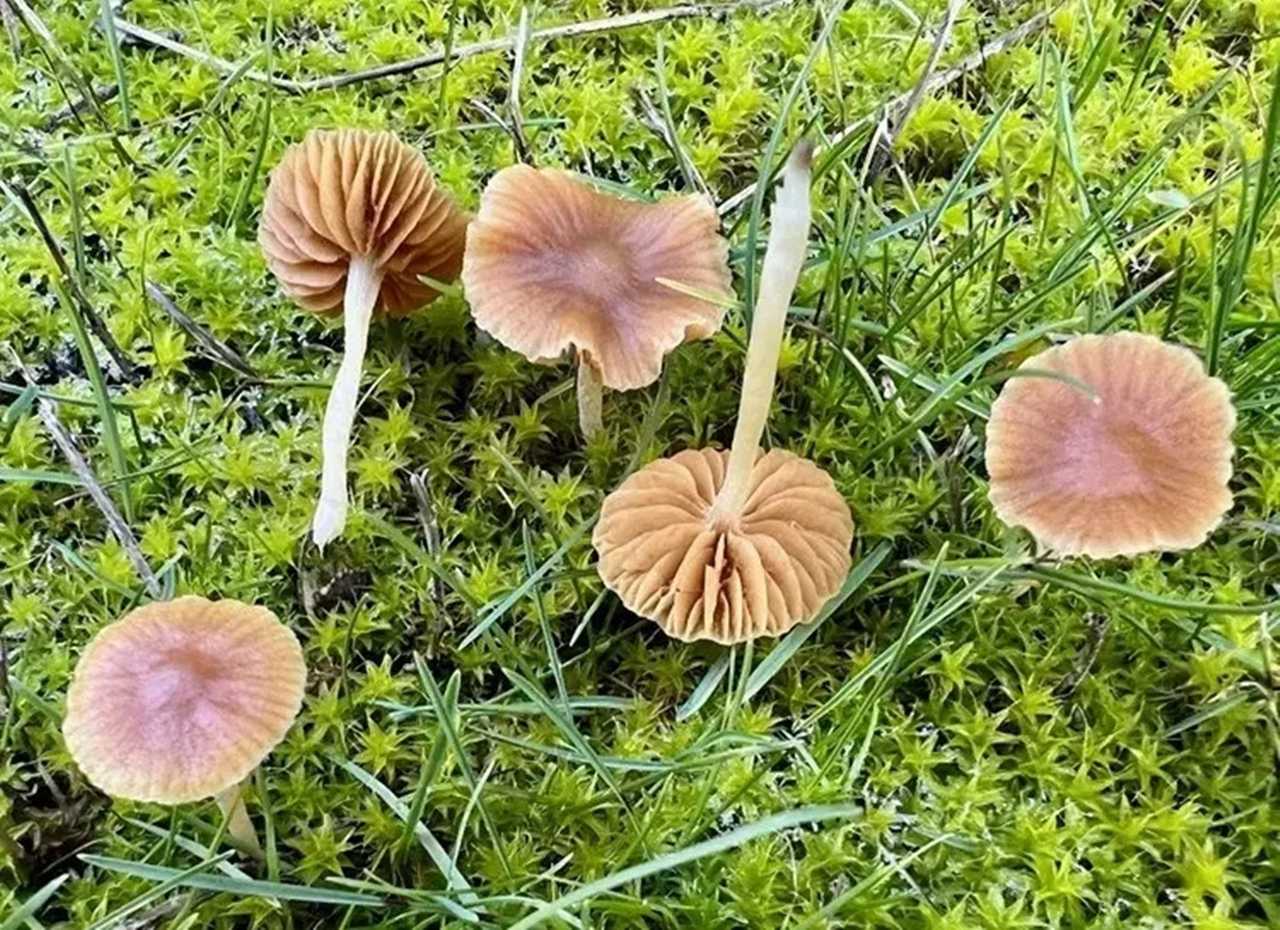 Bu Mantarın Sırrı Dokununca Ortaya Çıkıyor 3 Bu Mantarin Sirri Dokununca Ortaya Cikiyor 4