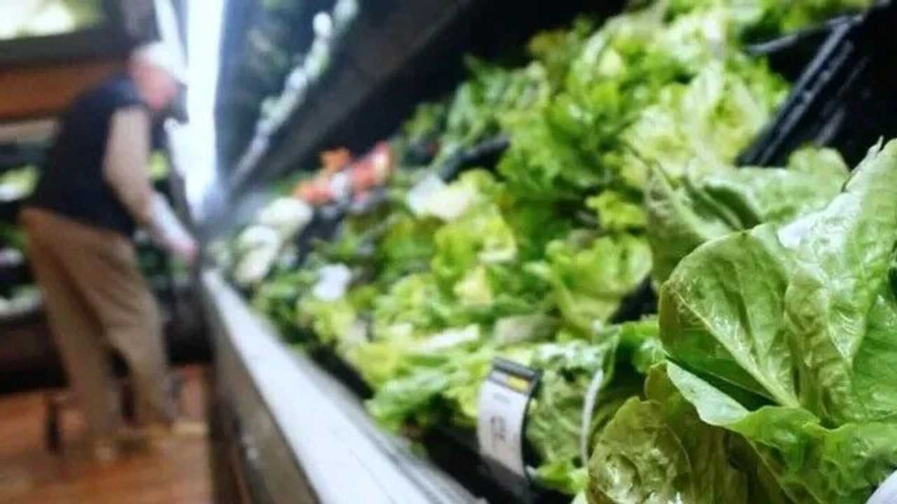 Masum Görünen Marullar Büyük Tehlike Yarattı 1 Masum Gorunen Marullar Buyuk Tehlike Yaratti 2
