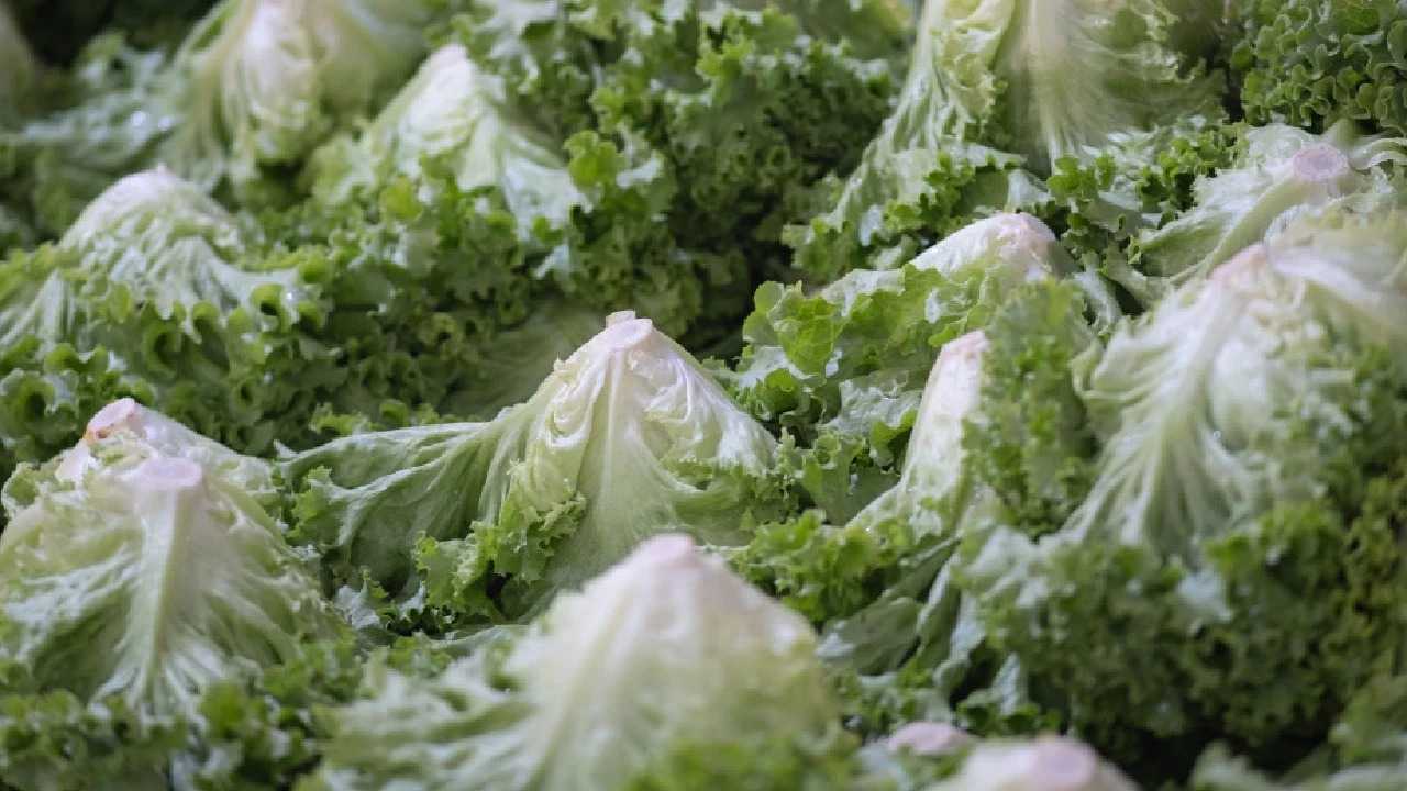 Masum Görünen Marullar Büyük Tehlike Yarattı 4 Masum Gorunen Marullar Buyuk Tehlike Yaratti 5